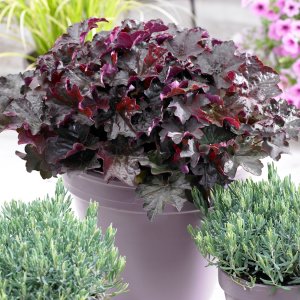 Heuchera hybridná (Heuchera Hybrida) ´PALACE PURPLE´ - kont. P9